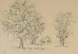 Gregoire Boonzaier, Oak Studies, 1976, charcoal, ink and watercolour on paper
