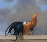 Neil Rodger, Minobiki Cockerel