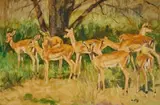 Impalas by Zakkie Eloff, oil on canvas, offered Jun 2026