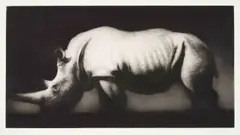 Paul Emsley, White Rhinoceros, 1988, etching on paper