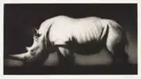 Paul Emsley, White Rhinoceros, 1988, etching on paper
