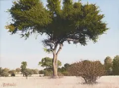 Daan Vermeulen, Fever Tree in a Landscape, oil on canvas