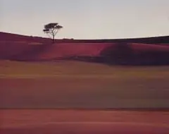 Daan Vermeulen, Camelthorn Namib, oil on canvas