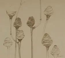 Michael Heyns, Seedpods, ink on paper