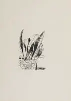 Andrew Verster, Ruth's Aspidistra, from Pages series, 1985, etching on Fabriano 220gsm paper