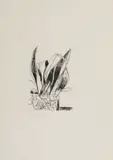 Andrew Verster, Ruth's Aspidistra, from Pages series, 1985, etching on Fabriano 220gsm paper