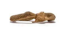 Noria Mabasa, Snake with Dog, 2011, carved wood