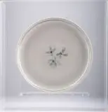 Esias Bosch, White platter with blue flower motif, porcelain with white glaze and cobalt decoration