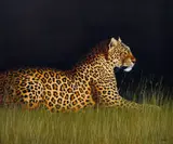 Michael Costello, Leopard, 2000, oil on canvas