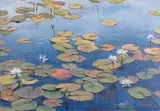 Paddy Starling, Water Lilies, oil on canvas