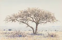 Herbert Diener, Acacia Tree in a Landscape, watercolour on paper