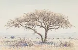 Herbert Diener, Acacia Tree in a Landscape, watercolour on paper