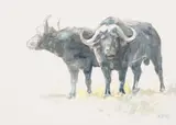 Zakkie Eloff, Buffalo, watercolour on paper