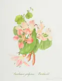 Claire Linder-Smith, Bauhinia Galpinii, Bushveld, 1999, watercolour and pencil on paper