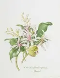 Claire Linder-Smith, Calodendrum Capense, Forest, 1999, watercolour and pencil on paper