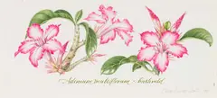 Claire Linder-Smith, Adenium Multiflorum, Bushveld, 1998, watercolour and pencil on paper