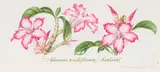 Claire Linder-Smith, Adenium Multiflorum, Bushveld, 1998, watercolour and pencil on paper