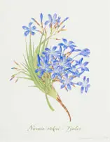 Claire Linder-Smith, Nivenia Stokoei, Fynbos, 1999, watercolour and pencil on paper