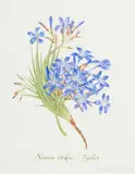 Claire Linder-Smith, Nivenia Stokoei, Fynbos, 1999, watercolour and pencil on paper