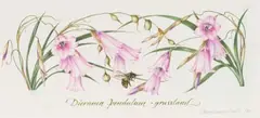 Claire Linder-Smith, Dierama Pendulum, Grassland, 1998, watercolour and pencil on paper