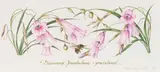 Claire Linder-Smith, Dierama Pendulum, Grassland, 1998, watercolour and pencil on paper