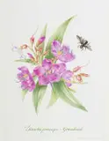 Claire Linder-Smith, Dissotis Princeps, Grassland, 1999, watercolour on paper