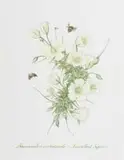 Claire Linder-Smith, Sarcocaulon Crassicaule, Succulent Karoo, 1999, watercolour and pencil on paper