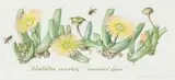 Claire Linder-Smith, Ihlenfeldtia Excavata, Succulent Karoo, 1998, watercolour and pencil on paper