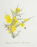 Claire Linder-Smith, Rhigozum Obovatum, Nama-Karoo, 1999, watercolour and pencil on paper