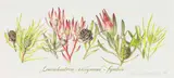 Claire Linder-Smith, Leucadendron Salignum, Fynbos, 1998, watercolour and pencil on paper