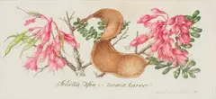 Claire Linder-Smith, Schotia Afra, Nama Karoo, 1998, watercolour and pencil on paper
