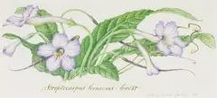Claire Linder-Smith, Streptocarpus Fornosus, Forest, 1998, watercolour and pencil on paper