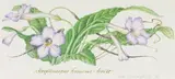 Claire Linder-Smith, Streptocarpus Fornosus, Forest, 1998, watercolour and pencil on paper