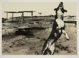 Jo Ratcliffe, Nadir 6, 1987, photolithograph and screenprint on paper