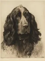 Herbert Dicksee, A Cocker Spaniel, 1931, etching on paper