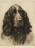 Herbert Dicksee, A Cocker Spaniel, 1931, etching on paper