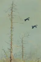 Philip Rickman, Over the Tops (Blackcock in Flight), watercolour on paper laid down on board