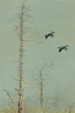 Philip Rickman, Over the Tops (Blackcock in Flight), watercolour on paper laid down on board