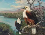 Phillip Alexander Clancey, Fish Eagle, 1974, oil on board