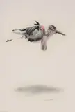 William Kentridge, Untitled (Maribou Stork)