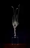 Nic Bladen, Lobelia Coronopifolia, 2022, bronze, on a crystal base
