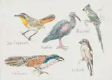Claudette Schreuders, My Voëls I (My Birds I), hand-coloured etching on paper
