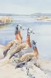 Barbara Siedle, White Faced Whistling Ducks, watercolour on paper