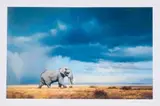 Ignatius Marx, Africa I Am
