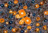 Esias Bosch, Tile decorated with butterfly and floral motif, painted and glazed ceramic with lustre decoration