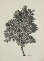 Esias Bosch, Silver Cluster Leaf, ink on paper