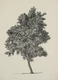 Esias Bosch, Silver Cluster Leaf, ink on paper
