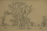 Jacobus Hendrik Pierneef, Vaalwal, Knoppiesdoring