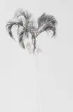 Andrew Verster, Durban Picasso II