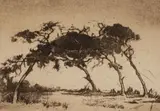 Nita Spilhaus, Trees, from the Trees portfolio, etching on paper